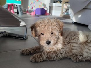 Poochon puppy