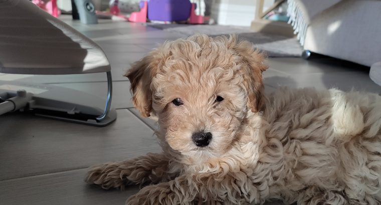Poochon puppy