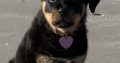 Rottie pup