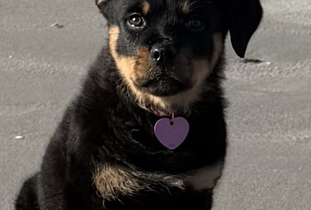 Rottie pup