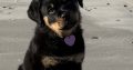 Rottie pup