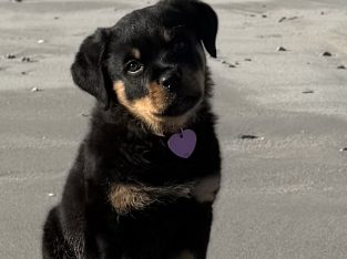 Rottie pup