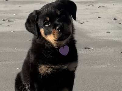 Rottie pup