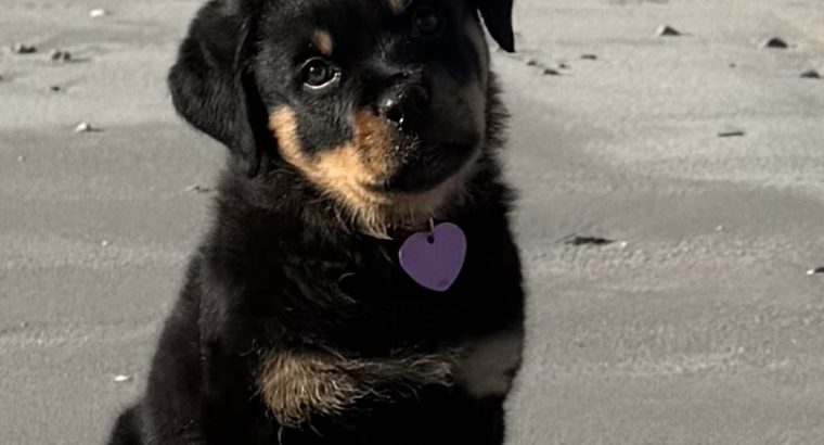 Rottie pup