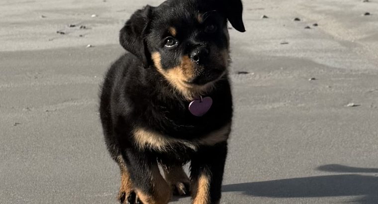 Rottie pup