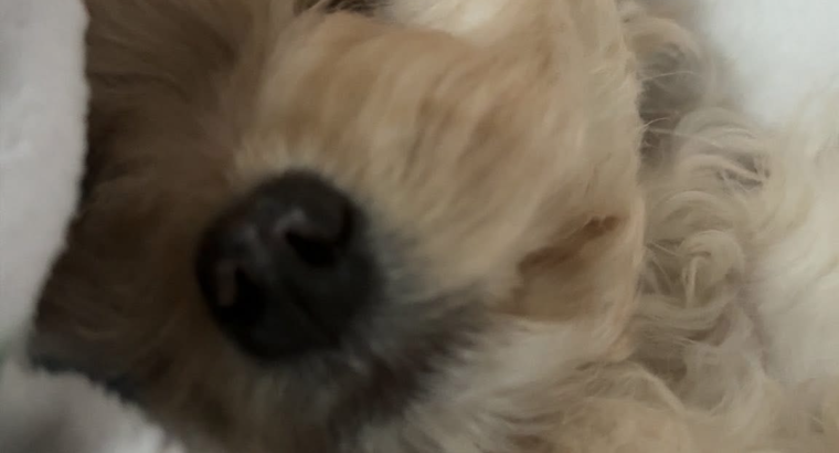 King charles x bishon frise