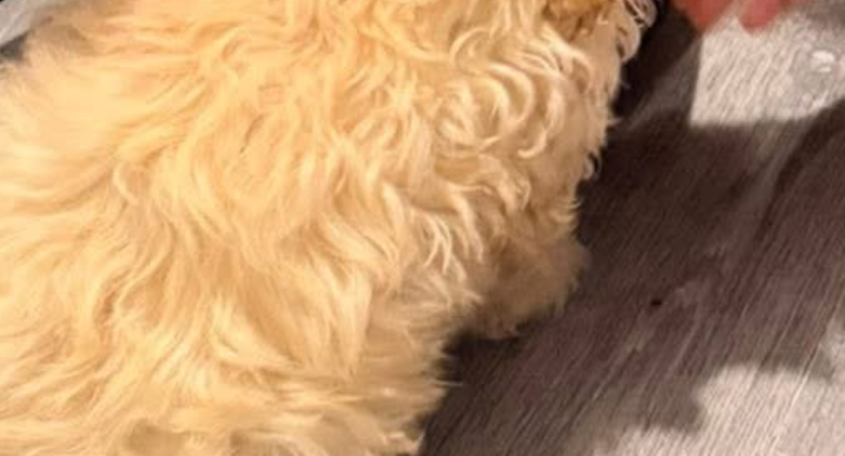 Bishon frise x king charles