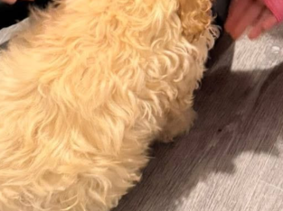 King charles x bishon frise