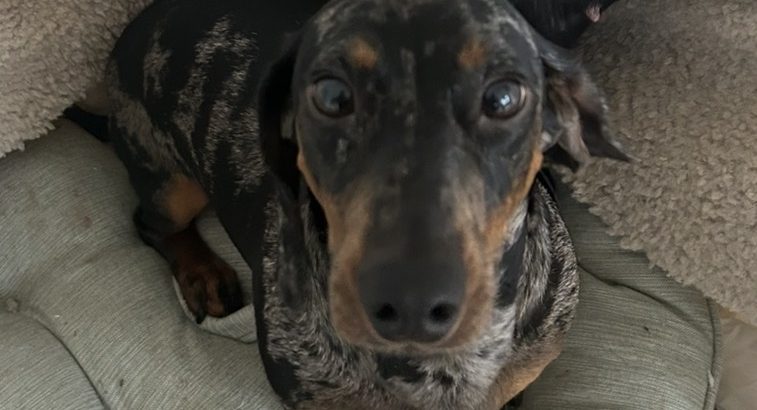 Male mini dachshund