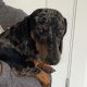 Male mini dachshund