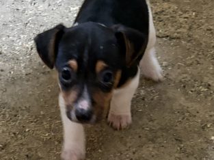 Jack Russell Pups