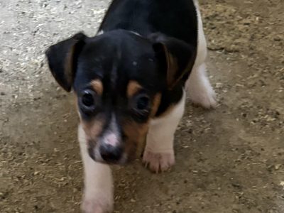 Jack Russell Pups