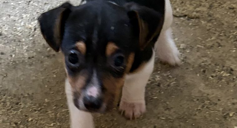 Jack Russell Pups