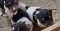 Jack Russell Pups