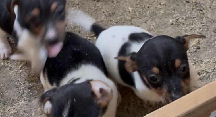 Jack Russell Pups