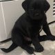 Jackapoo puppies for sale