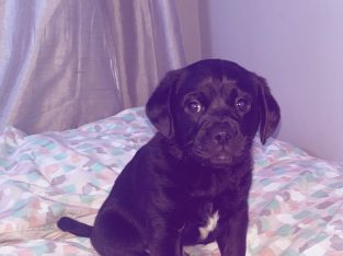 Jackapoo puppies for sale