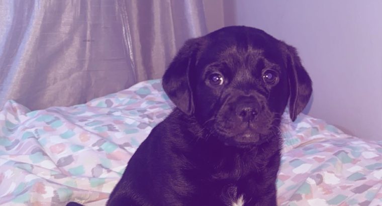 Jackapoo puppies for sale