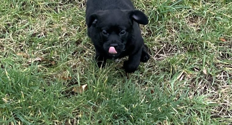 Jackapoo puppies for sale