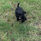 Jackapoo puppies for sale