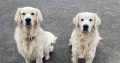2 Golden Retrievers for sale