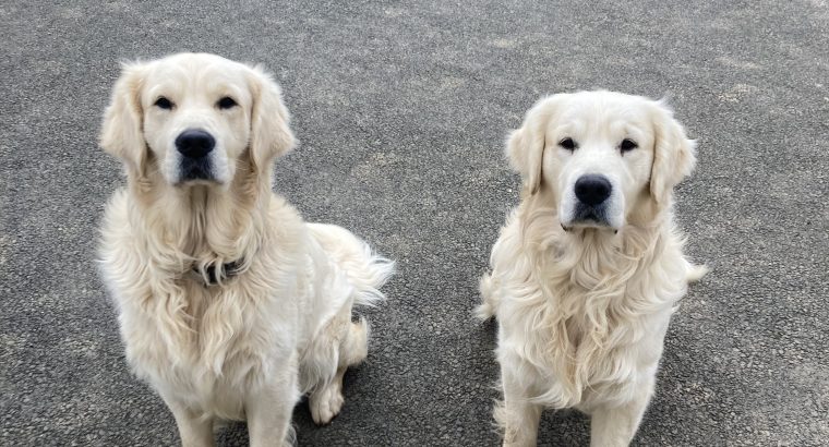 2 Golden Retrievers for sale