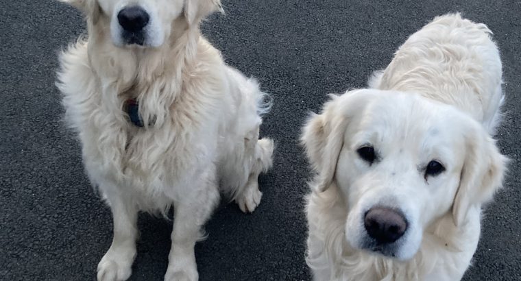 2 Golden Retrievers for sale