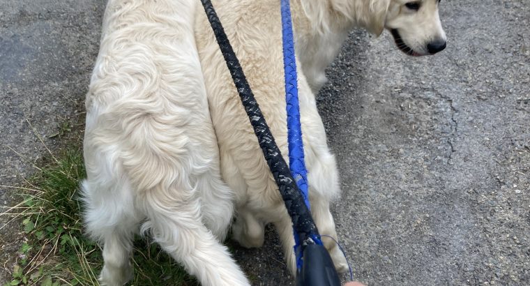 2 Golden Retrievers for sale