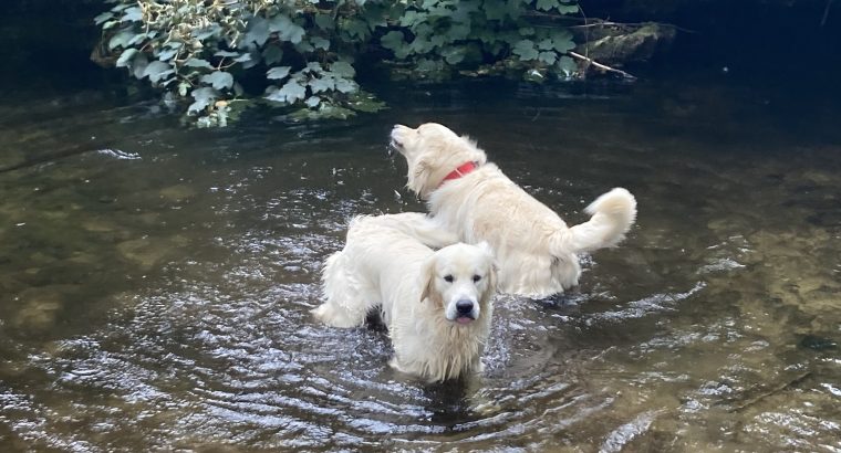 2 Golden Retrievers for sale