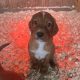 Irish Red Setter Puppies