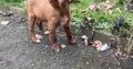 Irish Red Setter Puppies