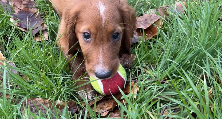 Irish Red Setter Puppies