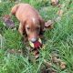 Irish Red Setter Puppies