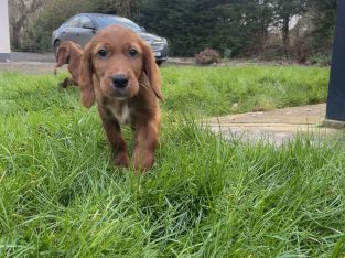 Irish Red Setter Puppies