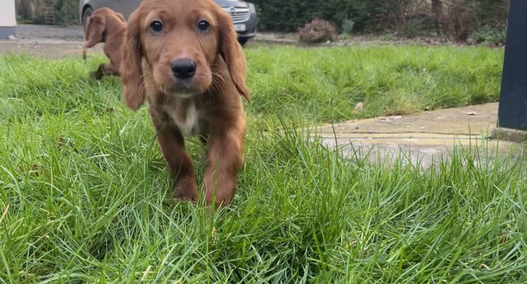 Irish Red Setter Puppies