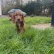 Irish Red Setter Puppies