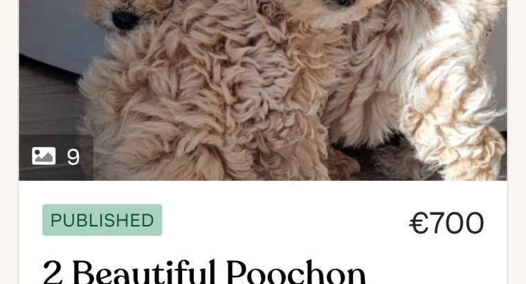 Poochon puppy