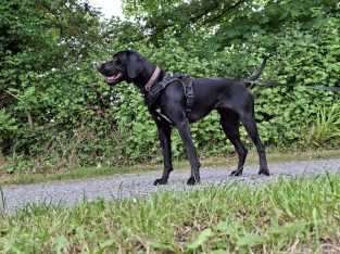 2 year old lab x pointer