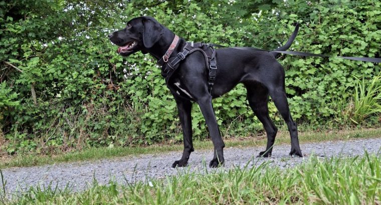 2 year old lab x pointer