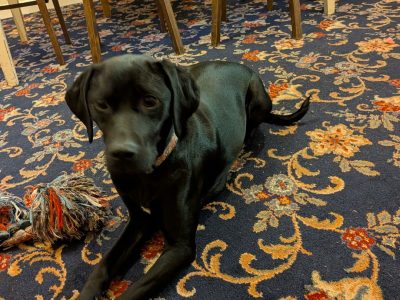 2 year old lab x pointer