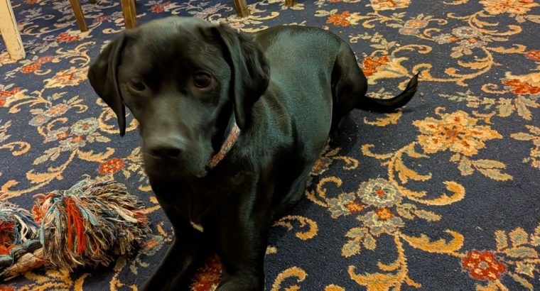 2 year old lab x pointer