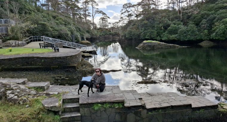 2 year old lab x pointer