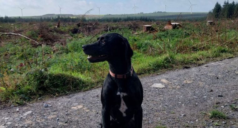 2 year old lab x pointer