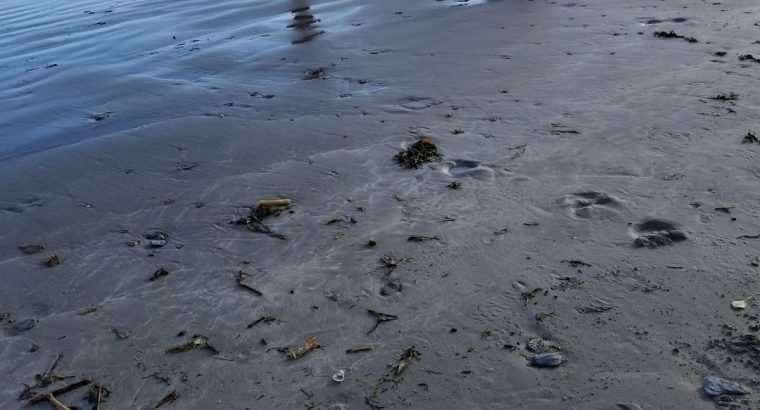 2 year old lab x pointer