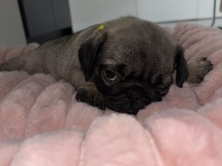 Pug puppy