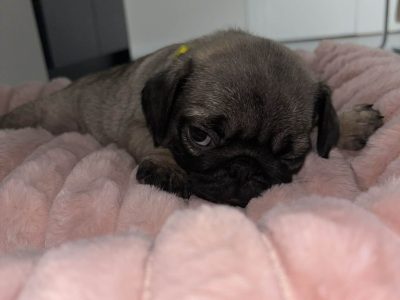 Pug puppy