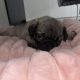 Pug puppy