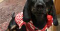 Gorgeous Dachshund for Rehoming