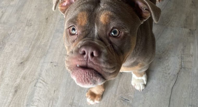 Old Tyme English Bulldog