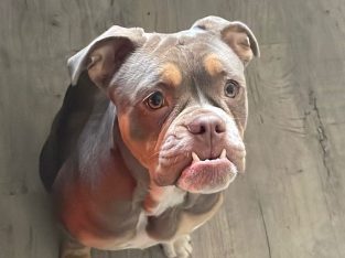 Old Tyme English Bulldog